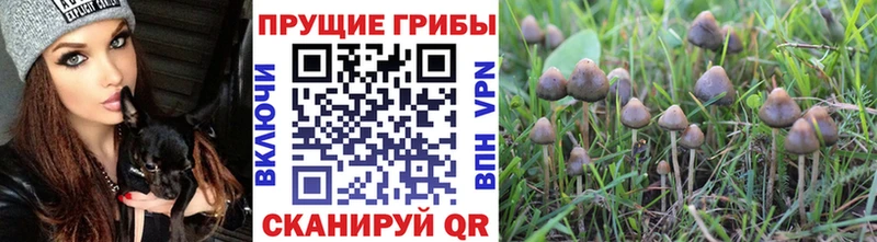 Купить где  Железногорск-Илимский  Галлюциногенные грибы прущие грибы 